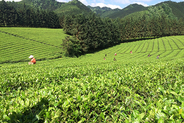 湖南瀟湘茶業有限公司